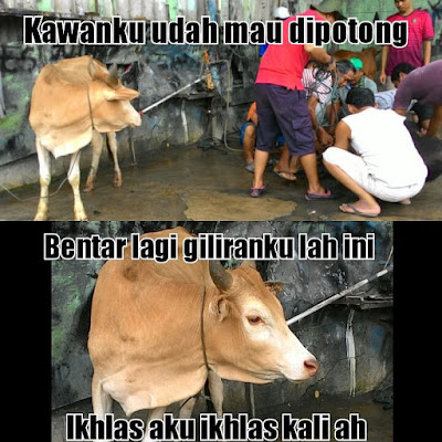 Kumpulan Meme dan Gambar Kocak Hewan Qurban yang Mengundang Tawa Terbaru 2018 Kumpulan Meme dan Gambar Kocak Hewan Qurban yang Mengundang Tawa Terbaru 2018