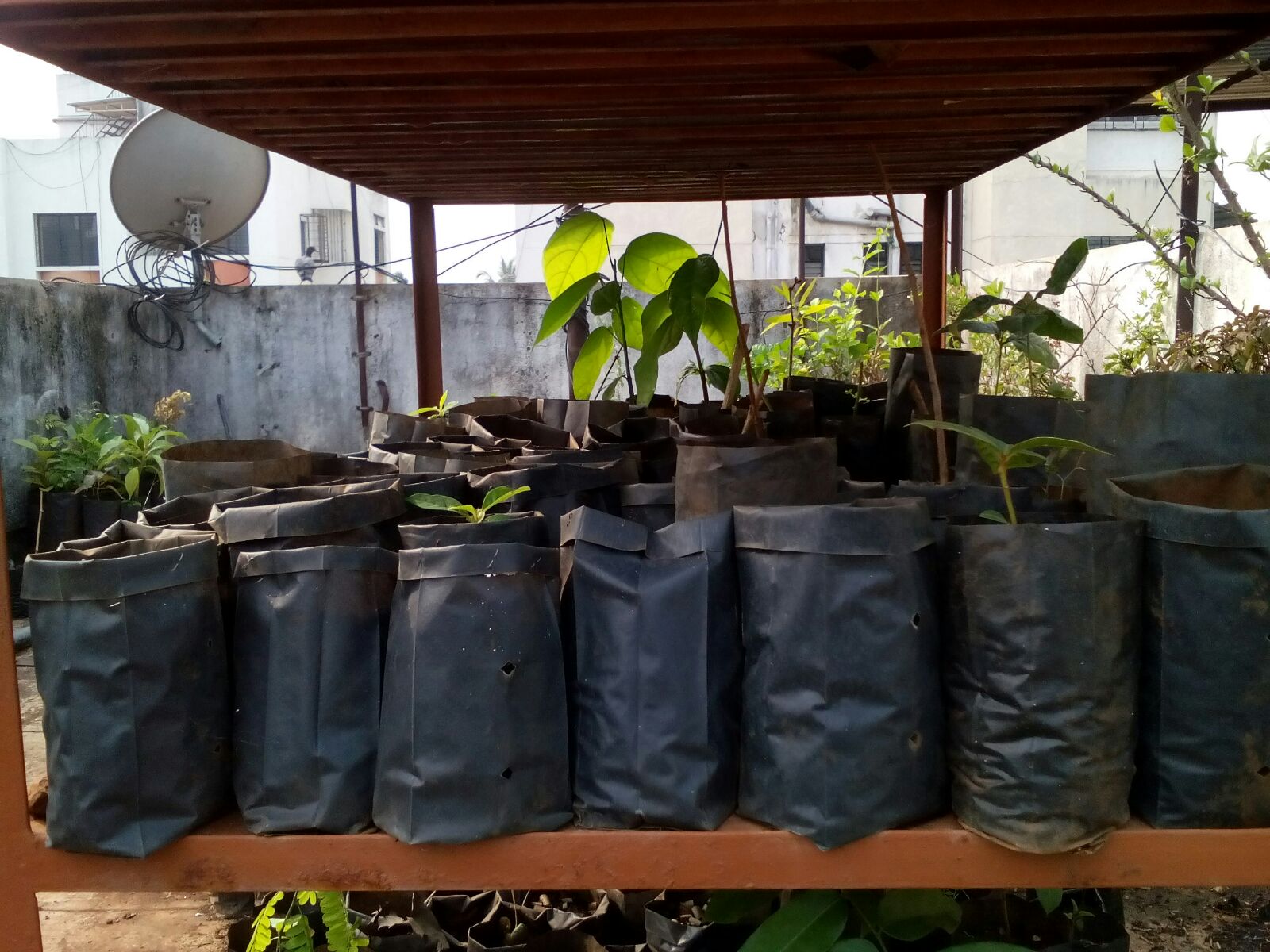 Organic Gardening Group Pune Micro Nursery A House For Native It Was Such A Pleasure Watching These Seedlings Grow Under The Guidance Of Mr Dhole I Started Keeping Records Name Plant