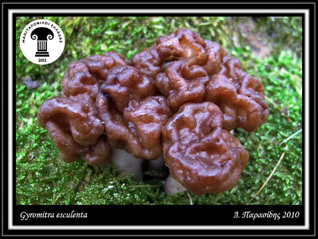 Gyromitra esculenta (Pers.) Fr.