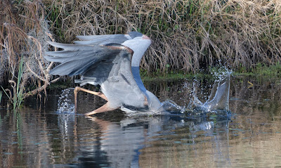 Great Blue Heron fishing