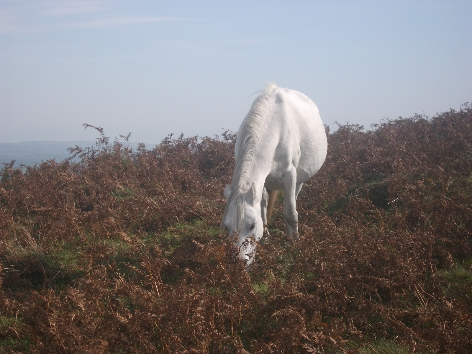 http://4.bp.blogspot.com/-hlVr_l9BCIM/T4nB5EzLITI/AAAAAAAABjE/8nC2RBFXoS0/s1600/A+wild+white+horse+grazing+on+a+hill+in+the+autumn.jpg