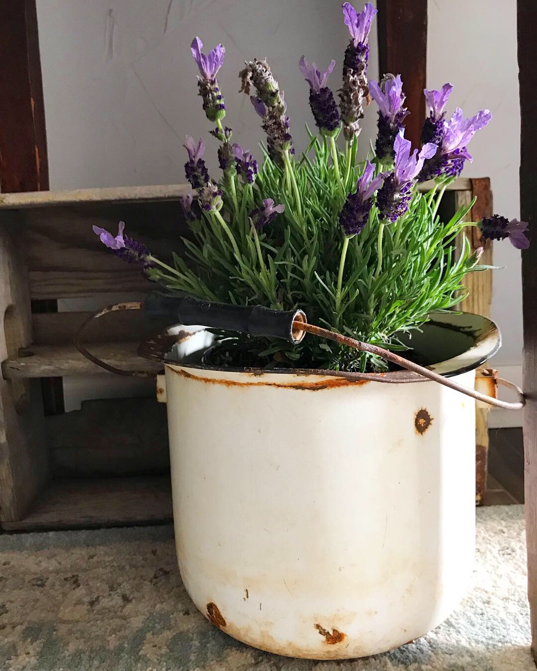 Clover House: The Benefits and Joy of Lavender