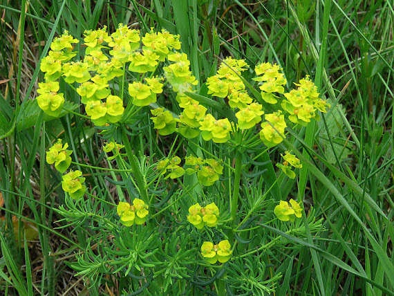 Wilczomlecz sosnka (Euphorbia cyparissias L.) Wilczomlecz sosnka