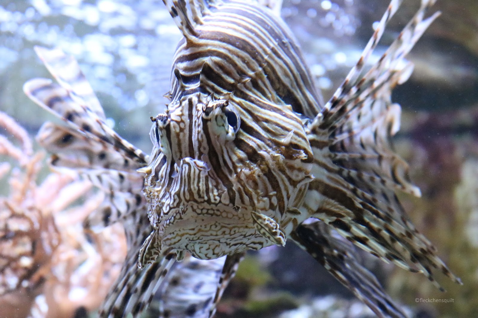 Quilts und andere schöne Sachen: Und der Haifisch, der hat Zähne…