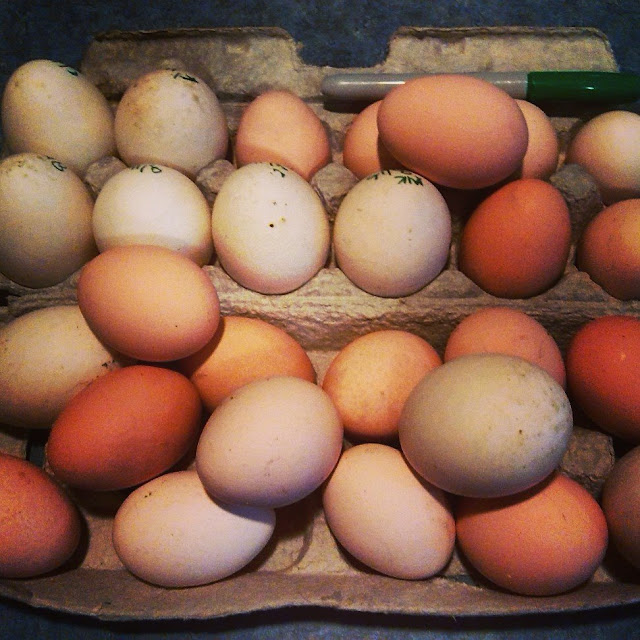 Natural egg colors: How to dye eggs naturally.