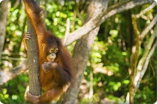 borneo-malaysia