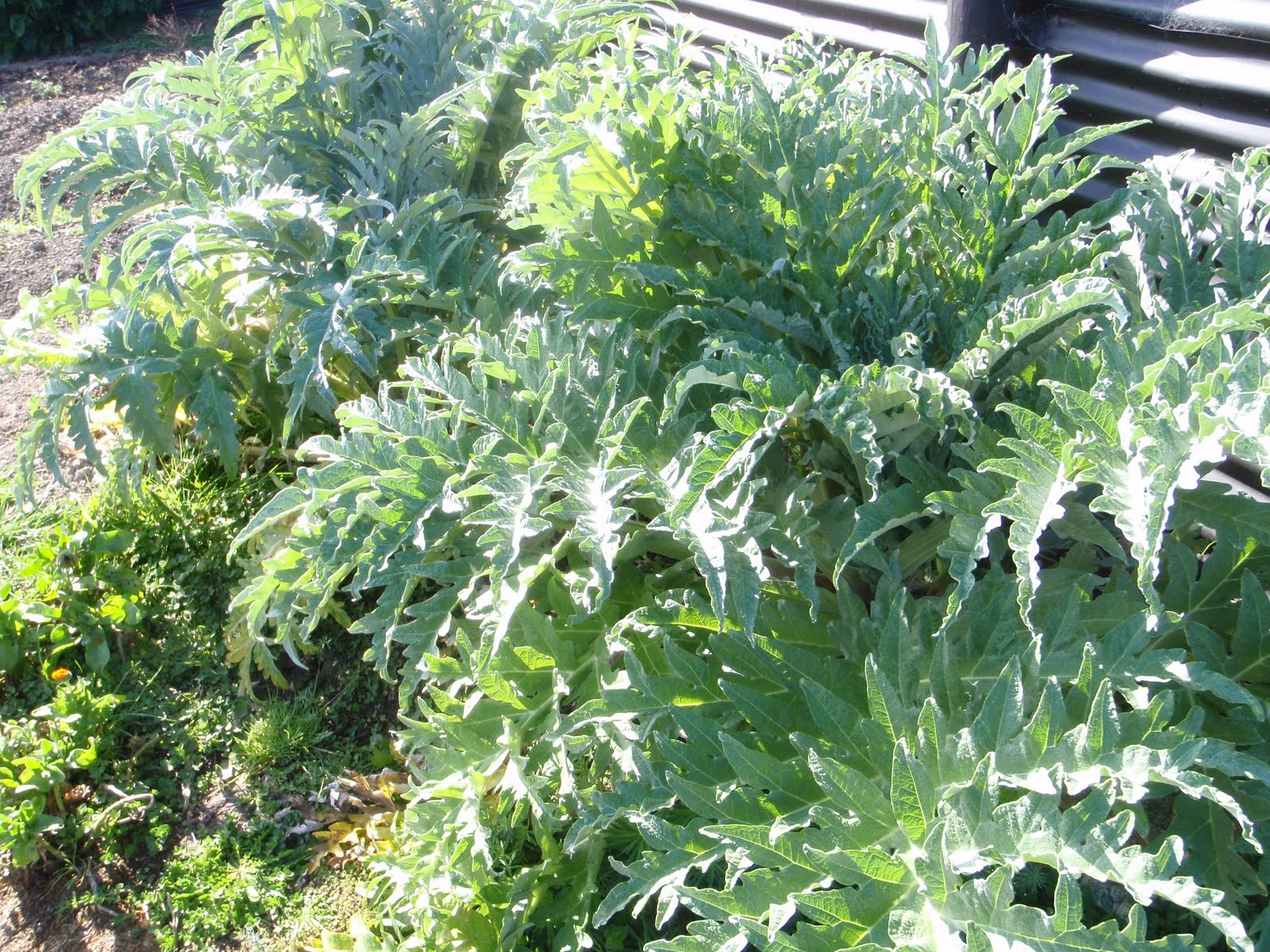 cabbage tree farm Weeds