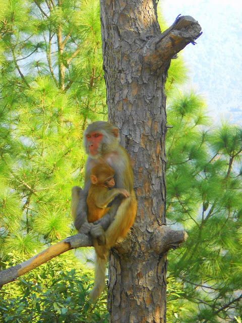 best wildlife sanctuaries in india