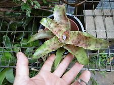 aechmea o aecmea enfermedades plagas y parasitos aechmea o aecmea enfermedades plagas y parasitos