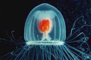 Medusa turritopsis nutricula