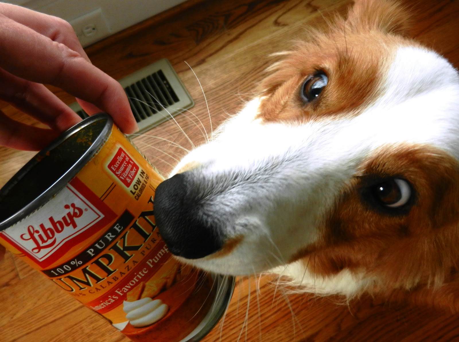 High Fiber Dog Food High Fiber Dog Food