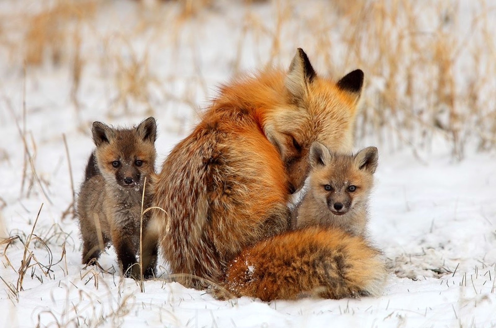 HD Wallpapers and Backgrounds of animals and pets: Foxes, Horses, Tiger, Dogs, Cats, Squirrels, Rabits and Others