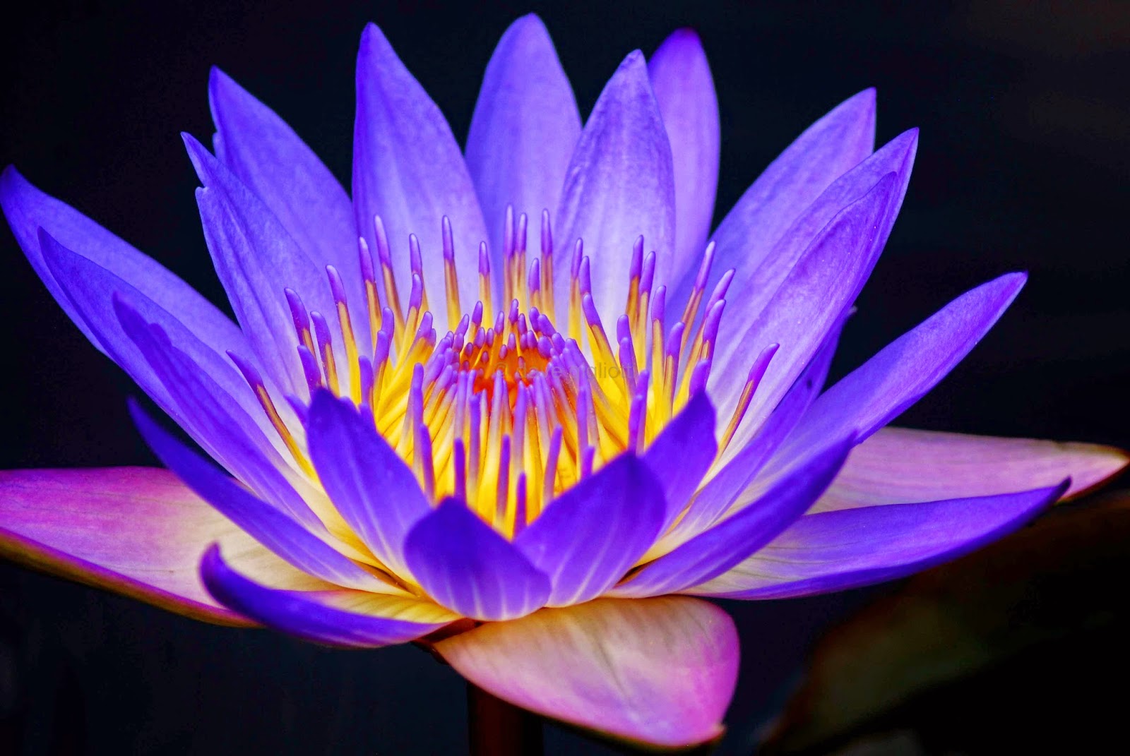 La Vouivre Et Le N nuphar Avril 2015 La Vouivre Et Le N nuphar Avril 2015