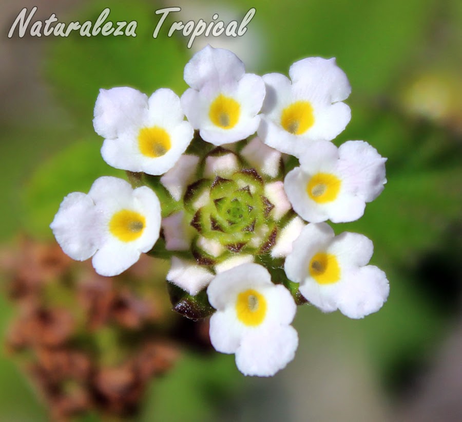 Inflorescencia de una planta silvestre del género Lippia