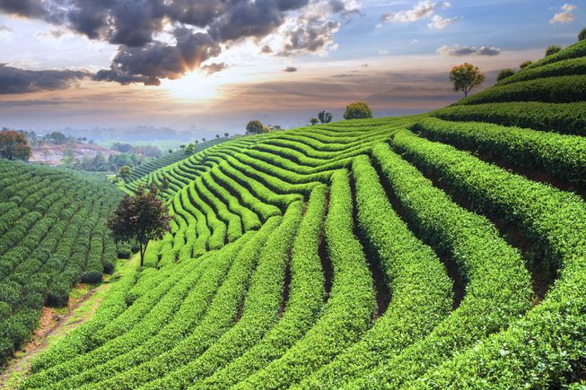 perkebunan teh