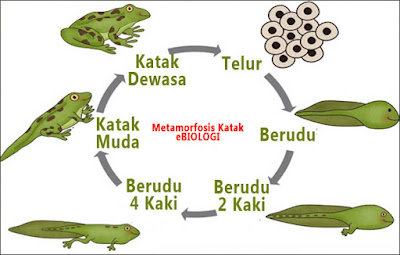 Metamorfosis Katak : Proses, Gambar, dan Penjelasannya - Lentera Hidup1
