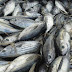 Skipjack Tuna Loin - Get info about Tuna Loin Nutrition Indonesia, Tuna Loin Factory, Fresh Tuna Loin