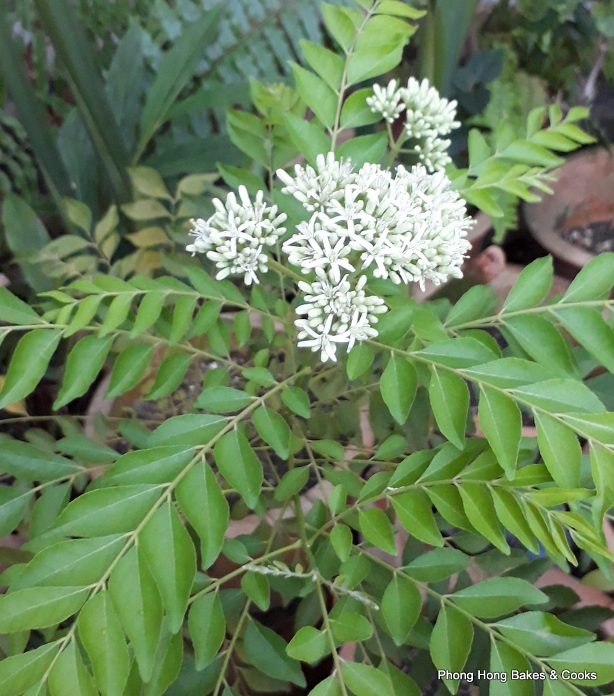 PH the Malaysian Carnivore Curry Flowers Don't Smell Like Curry