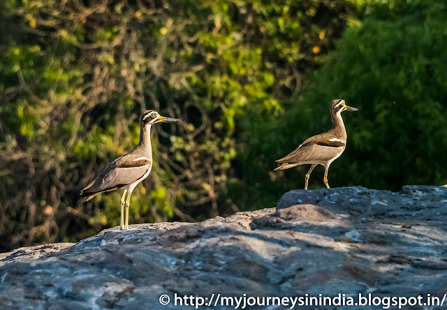 Ranganathittu Birds Greater Thick Knees