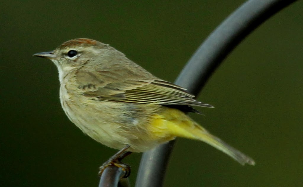 Beth's Blog "Yellow" Birds from my Florida Visit