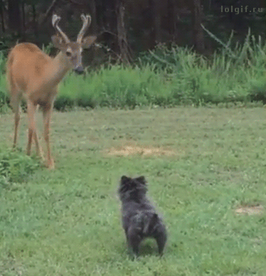 6.gif