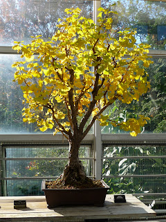 Brooklyn Botanic Garden, Japanese bonsai tree