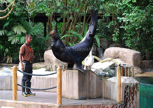 Singapore Zoo Seal Show