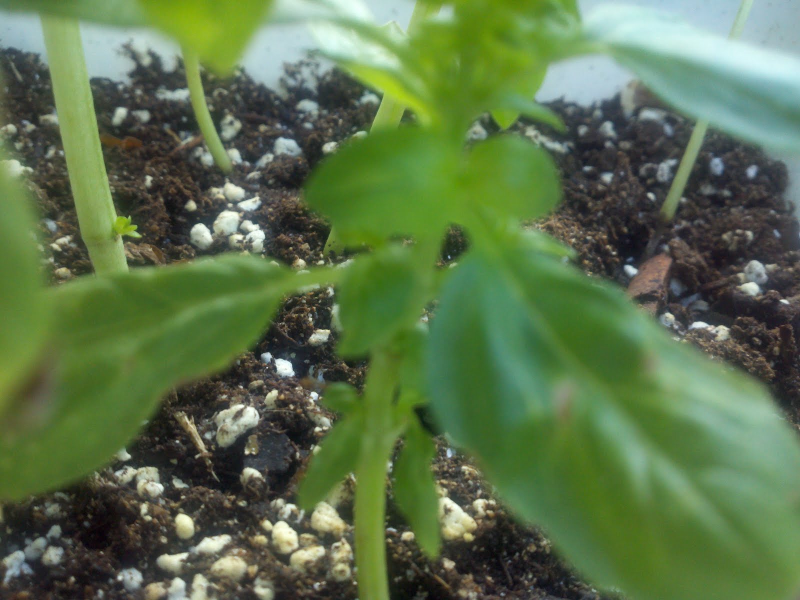 Urban Farmer Basil, Supermarket (Purchased on 04/10/2011)