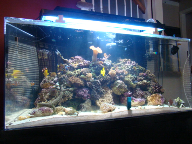 my saltwater fish store