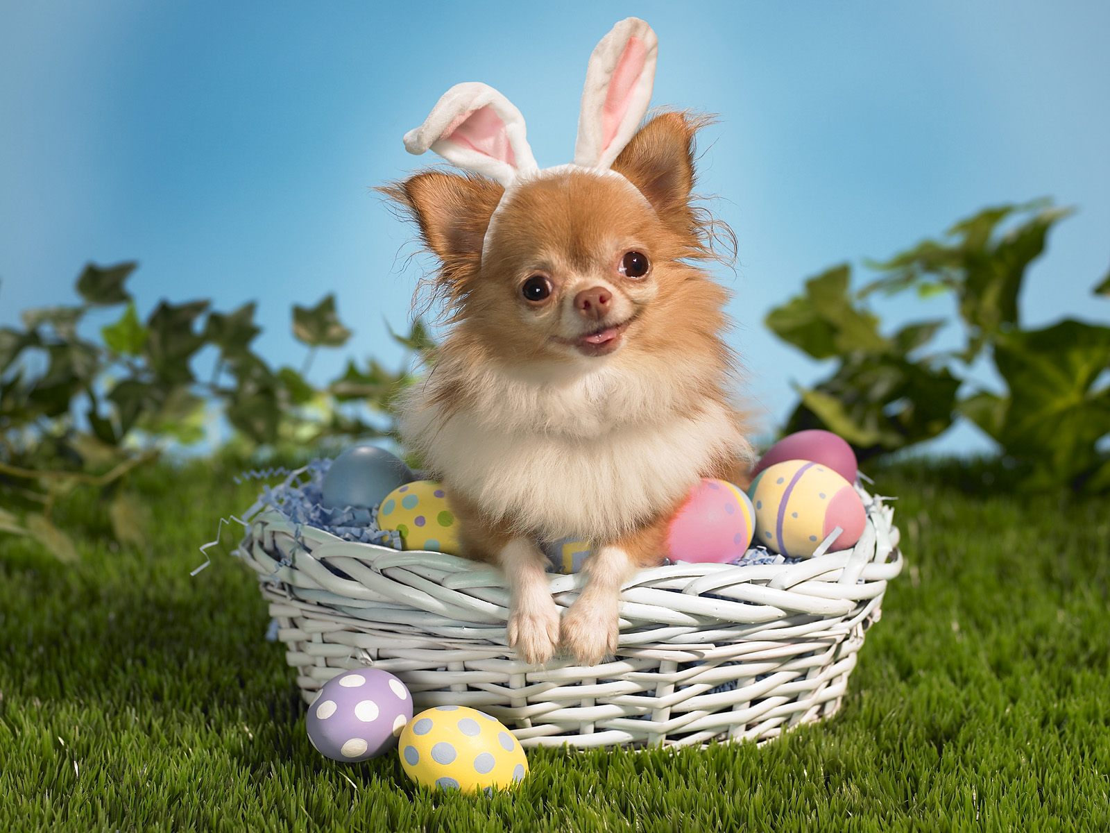 Funny Easter doggy picture 2021