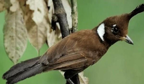 harga burung cililin kalimantan