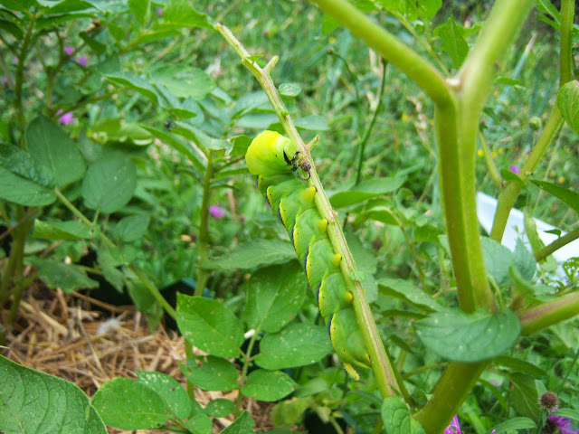 Oruga Acherontia artropos - Asturias