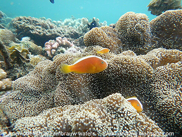Snorkeling holiday in Indonesia