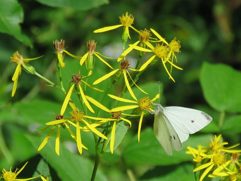 Bielinek bliźniak (Pieris mannii)