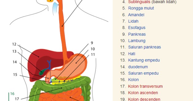 Penjelasan Sistem Pencernaan Manusia Perpustakaan Ilmu