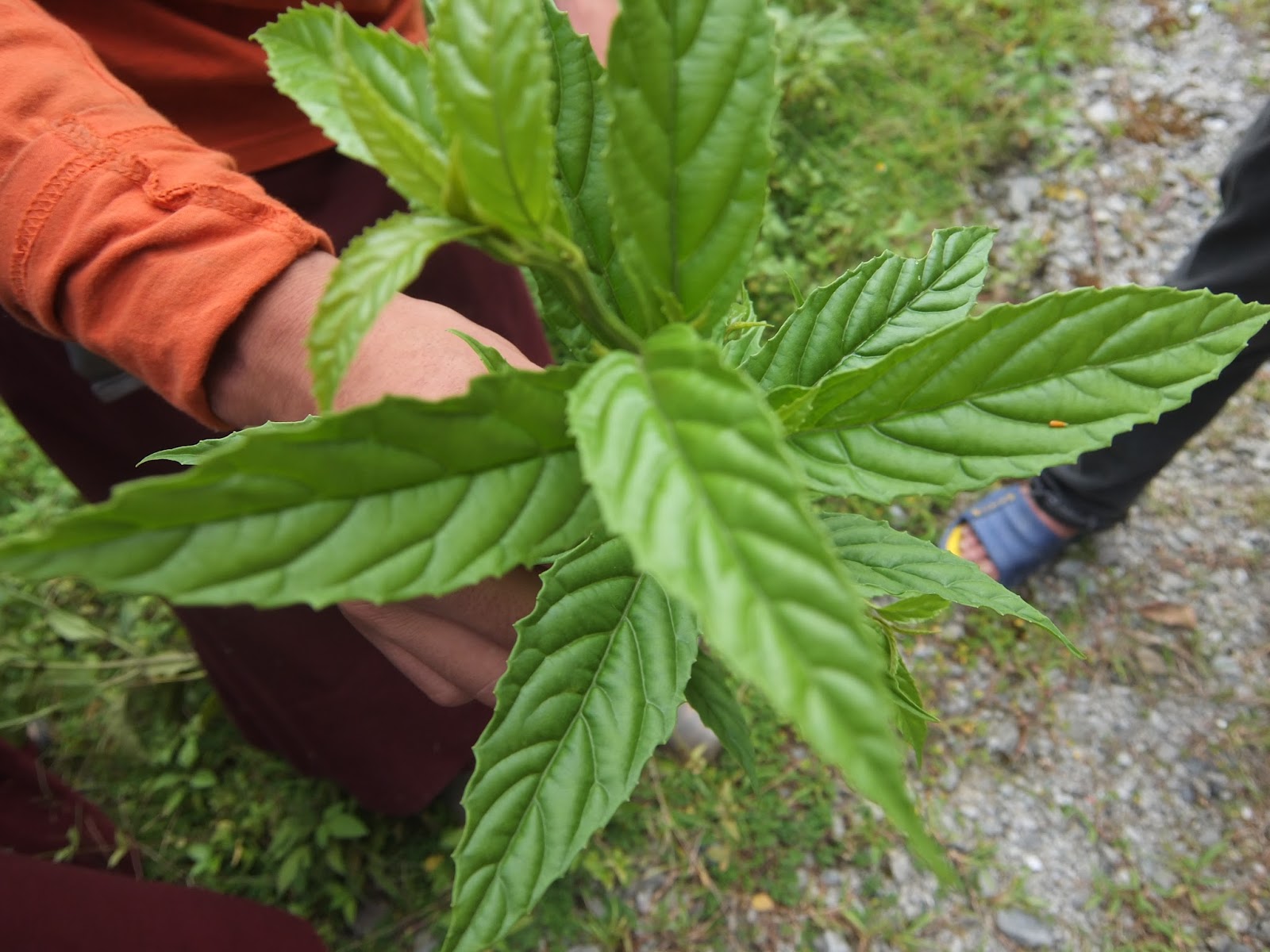 Lhomon Education Medicinal Herbs losing its importance