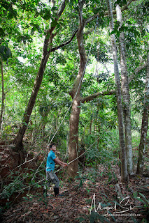 Orion Camera System developed by FCPP is used in this case to study the nest situated in the mid canopy