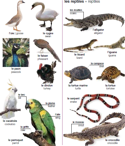 http://4.bp.blogspot.com/-ho0ECJW6YuA/T5n-RtPeScI/AAAAAAAAAB4/zRwn2SHvNy8/s1600/animaux4.png