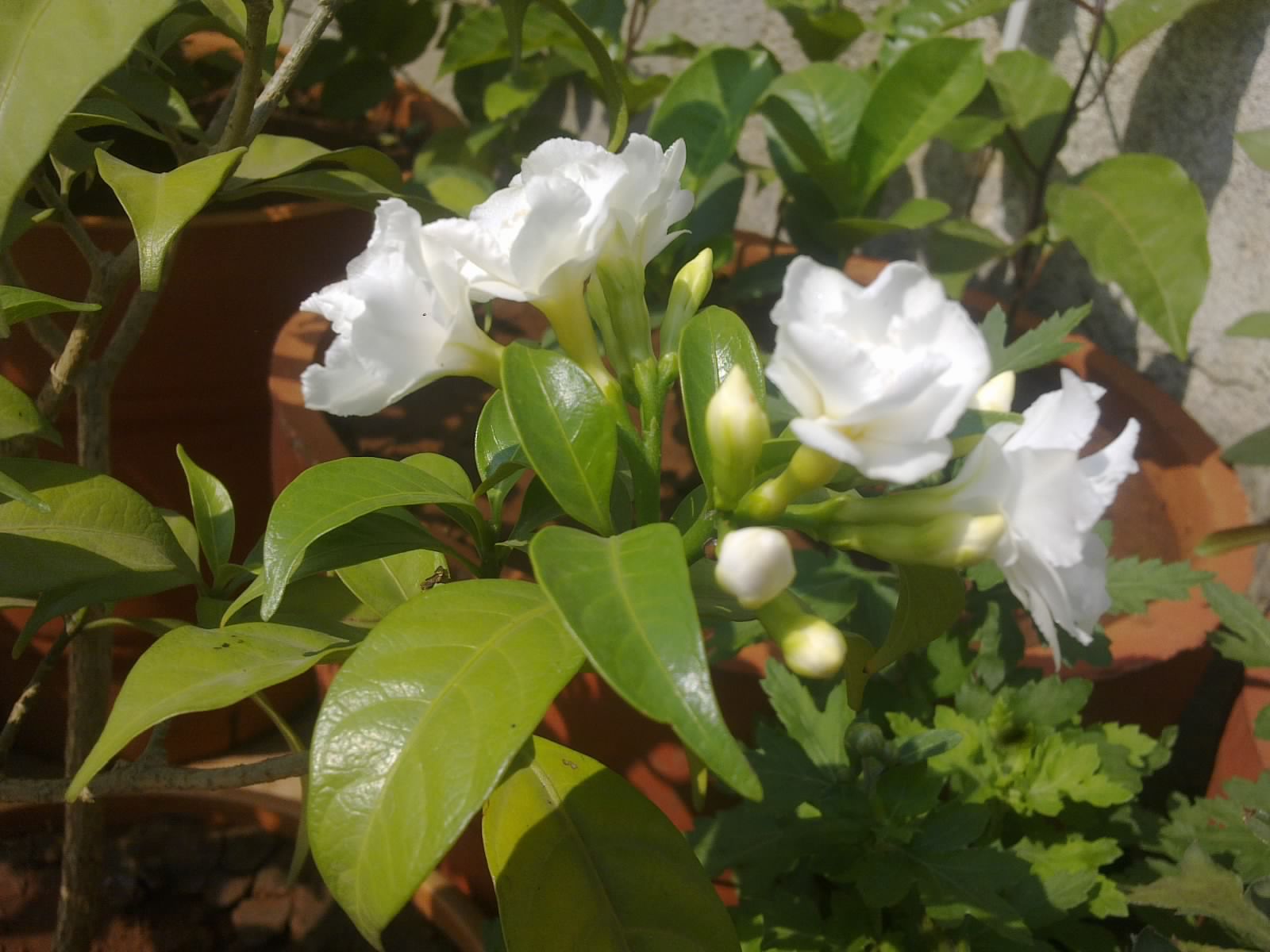 Carnation domingo nimisha cravo flor