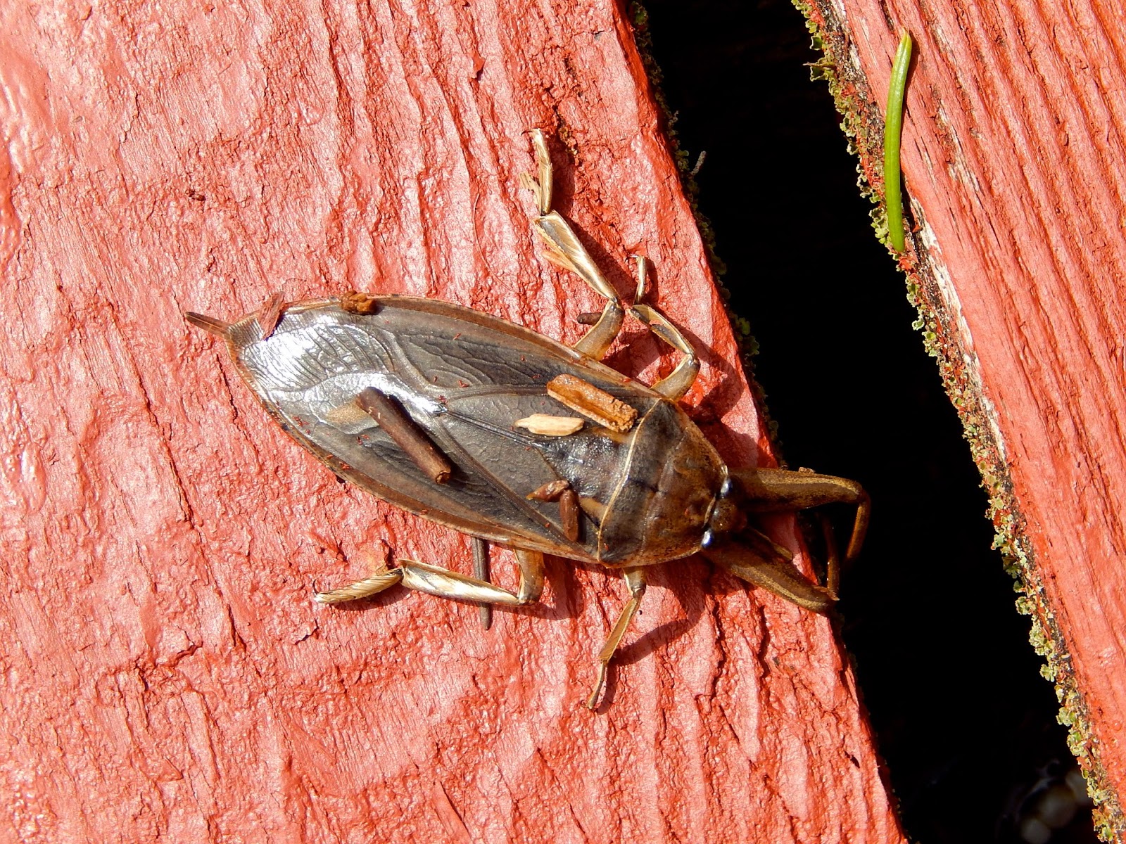 Powell River Books Blog Coastal BC Insects Giant Water Bug