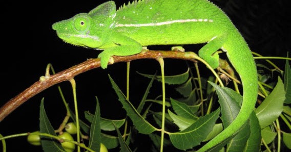 Mengapa Tubuh Bunglon Berubah Warna Imron Ashari