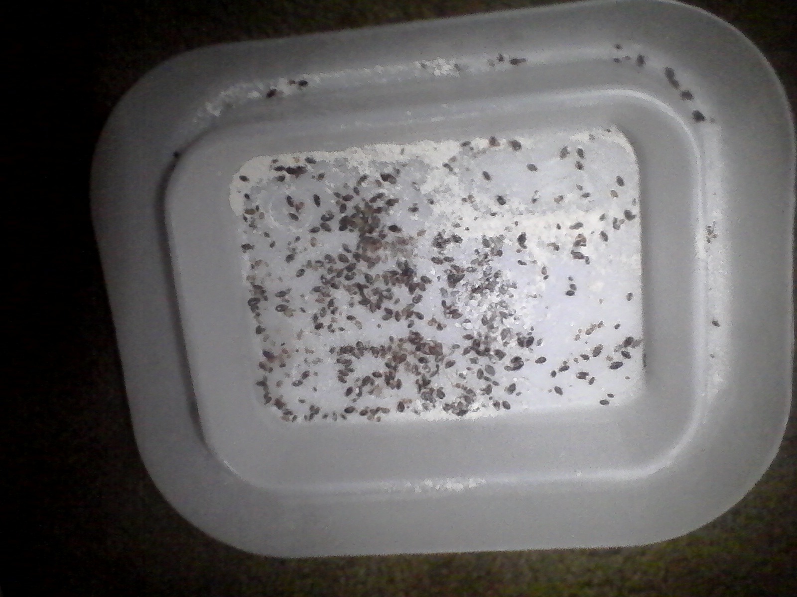 Bed Bugs Bed Bugs From One Infested Bed Frame