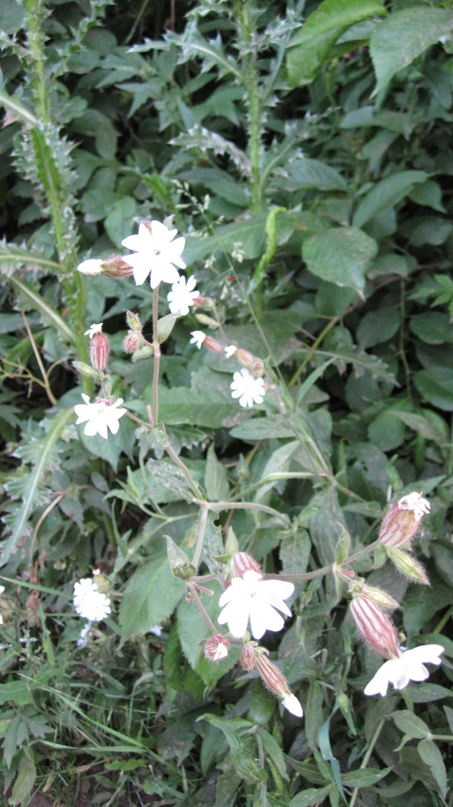 Innie Me Colorado Wildflowers White
