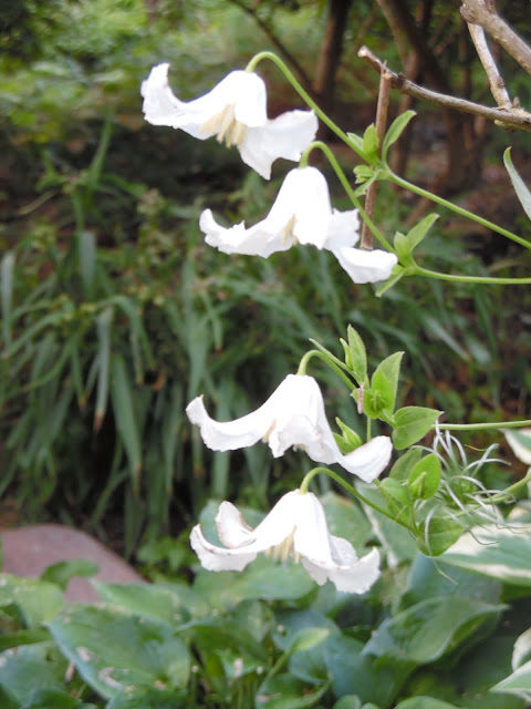 clematis integrifolia Alba, białe kwiaty