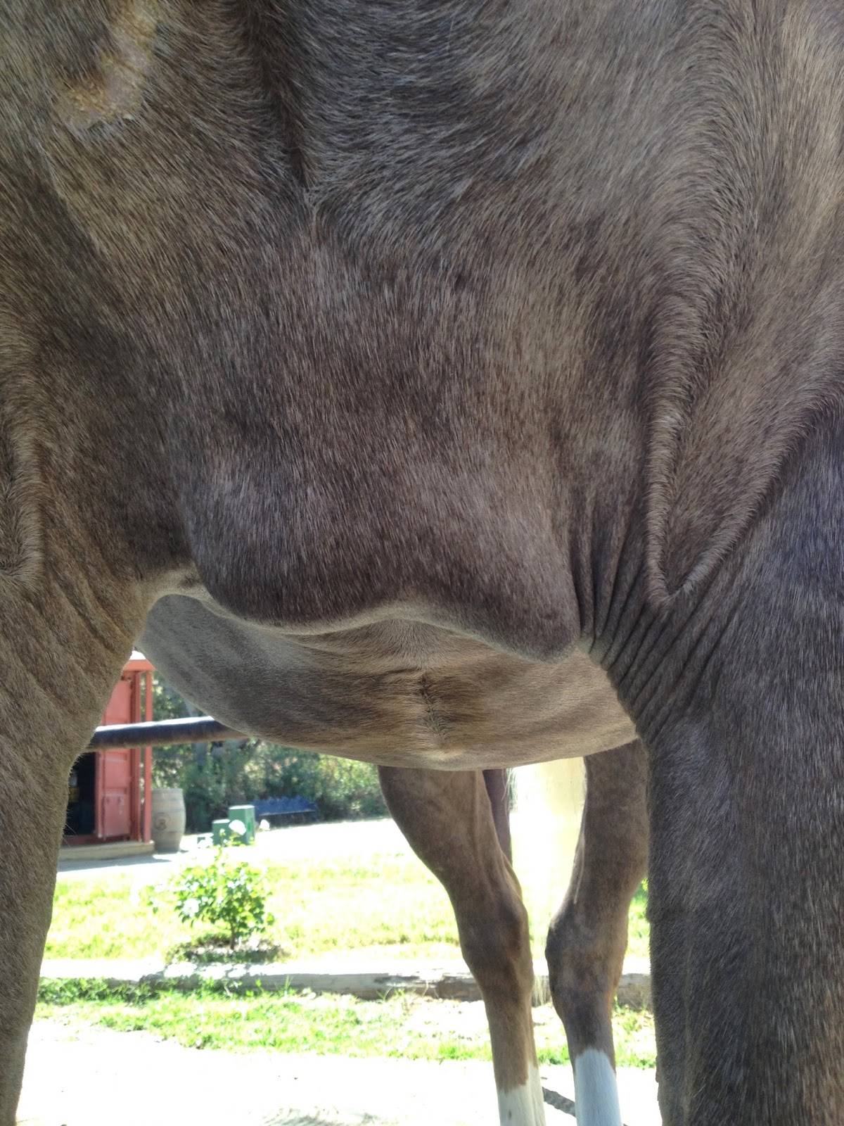 Diary of a Wild Horse