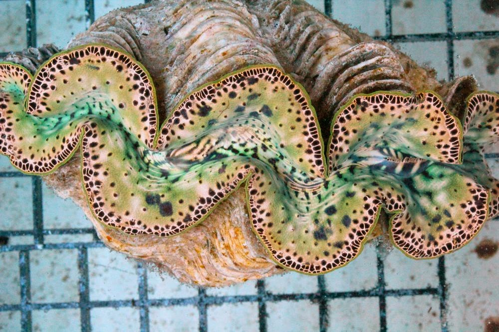 maxima clam