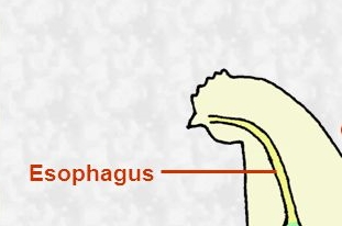 Oesophagus ayam Oesophagus atau kerongkongan ayam