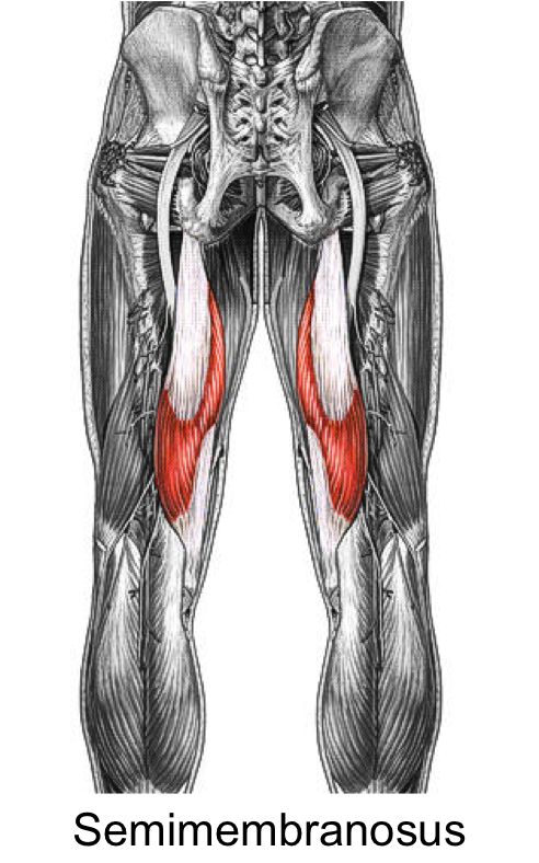 SEMIMEMBRANOSUS | Muscles Information