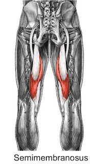 semimembranosus muscle, action, muscle picture
