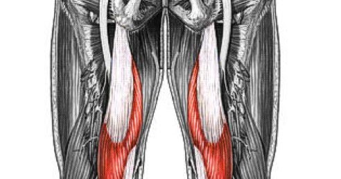 SEMIMEMBRANOSUS | Muscles Information
